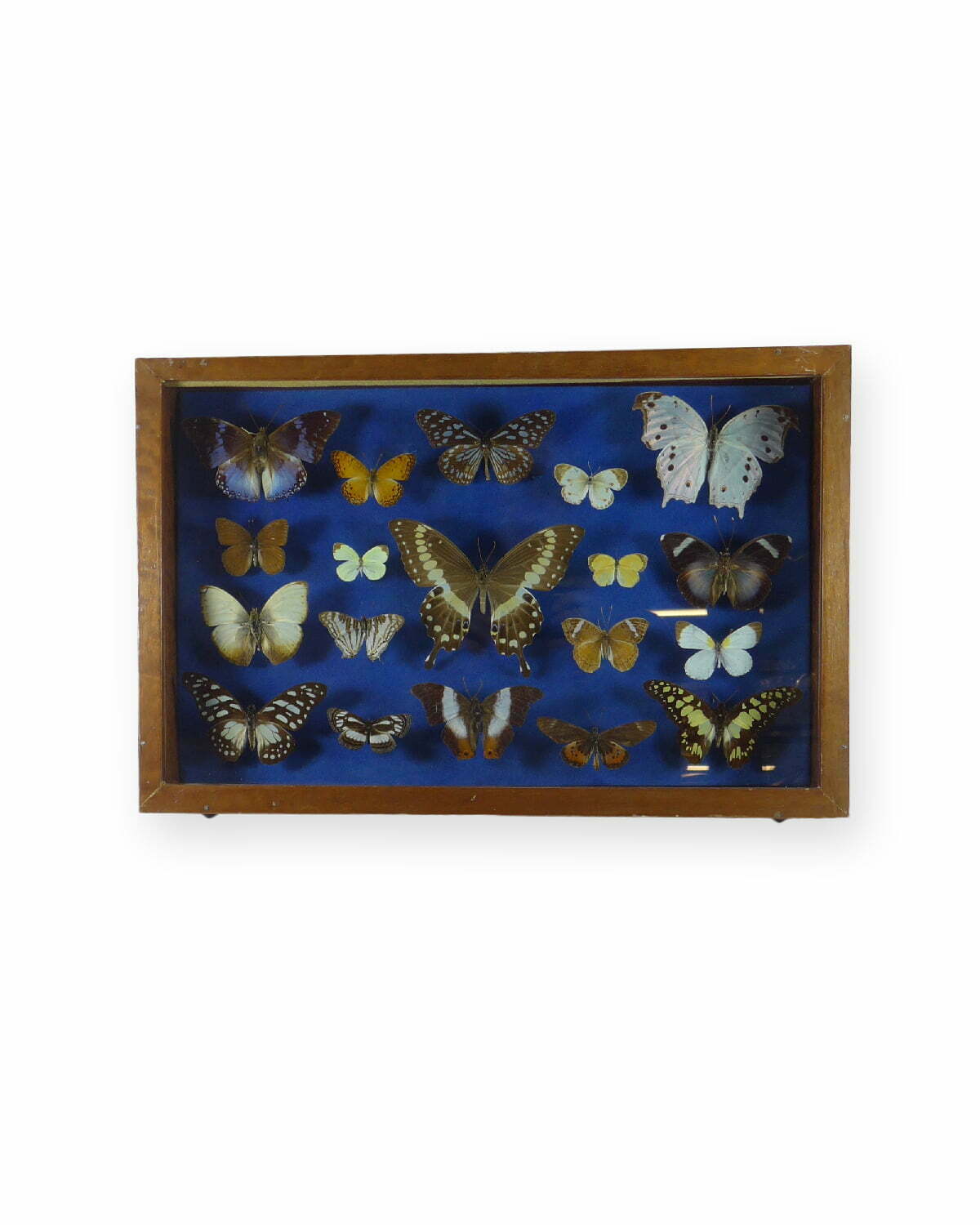 papillons-afrique-0666